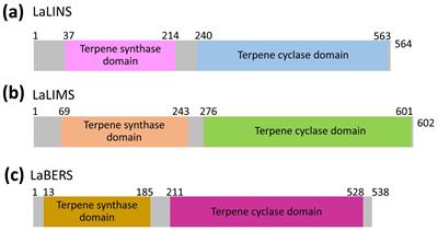 Insights into the functional mechanisms of three terpene synthases from Lavandula angustifolia (Lavender)